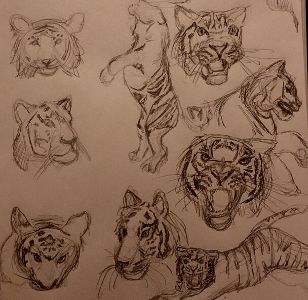 several images of sketched tiger faces in different angles